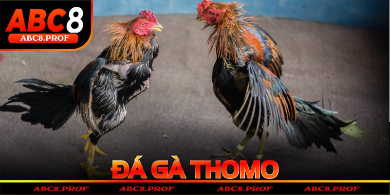 Đá gà Thomo