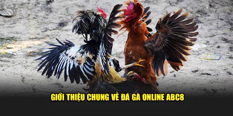 Giới thiệu chung về đá gà online ABC8